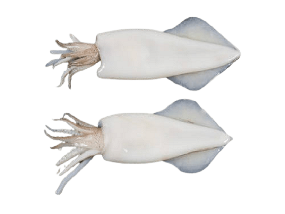 Squid Whole Cleaned