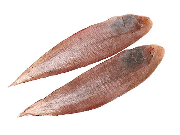 sole fish